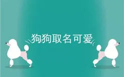 狗狗取名可爱