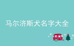 马尔济斯犬名字大全