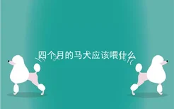 四个月的马犬应该喂什么