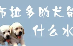 拉布拉多幼犬能吃什么水果