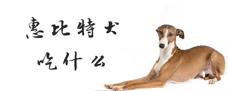 惠比特犬吃什么