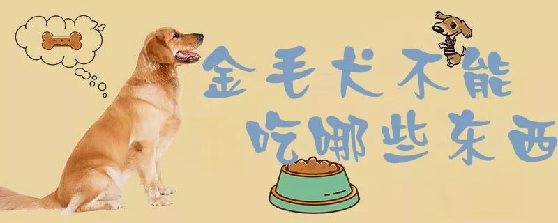 金毛犬不能吃哪些东西