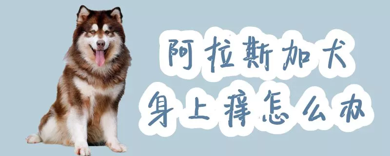 阿拉斯加犬身上痒怎么办