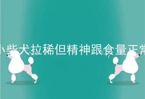 小柴犬拉稀但精神跟食量正常