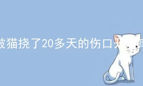 被猫挠了20多天的伤口开始痒