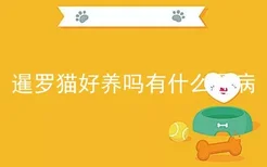 暹罗猫好养吗有什么通病