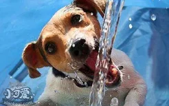 夏天怎么帮助狗狗散热 夏日避暑大作战