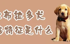 拉布拉多犬性格特征是什么