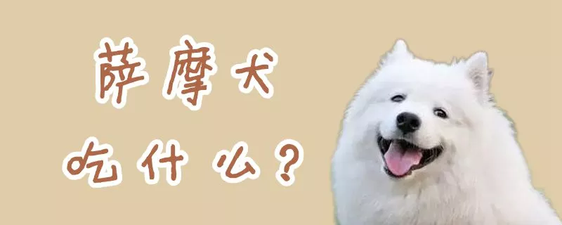 萨摩犬吃什么