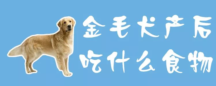 金毛犬产后吃什么食物1