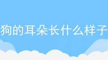 狗的耳朵长什么样子