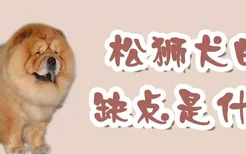 松狮犬的缺点是什么