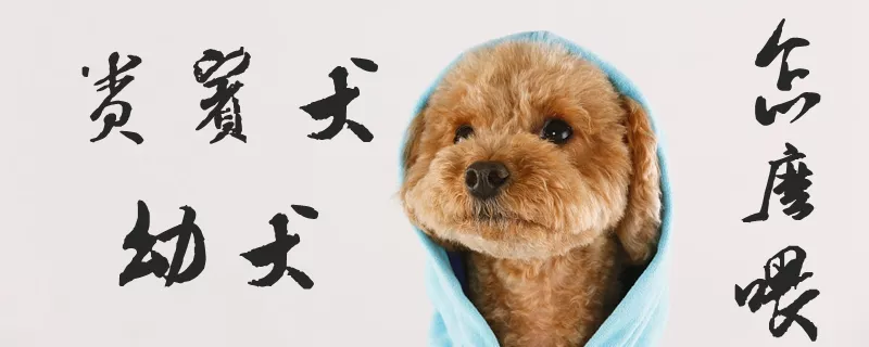 贵宾犬幼犬怎么喂