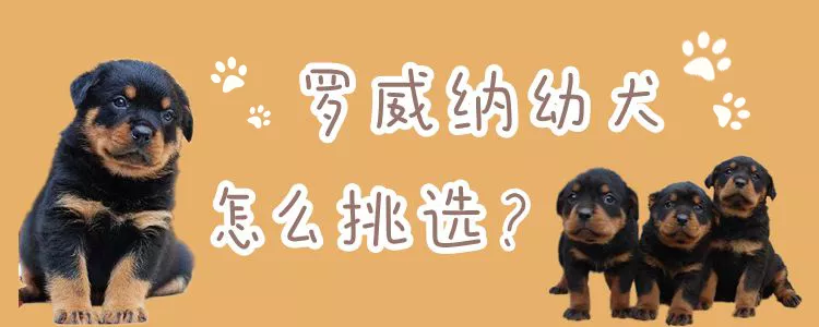 罗威纳幼犬怎么挑选