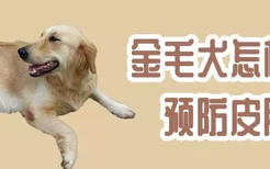 金毛犬怎样预防皮肤病