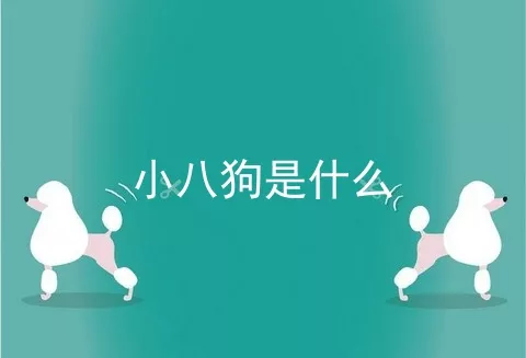 小八狗是什么