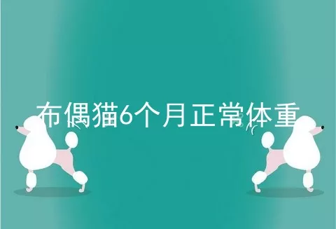 布偶猫6个月正常体重