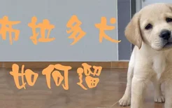 拉布拉多犬如何遛