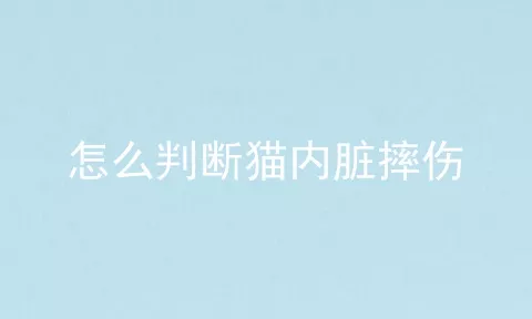 怎么判断猫内脏摔伤