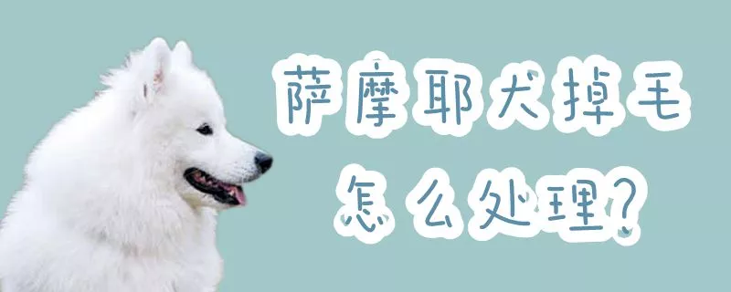 萨摩耶犬掉毛怎么处理