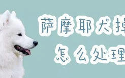 萨摩耶犬掉毛怎么处理