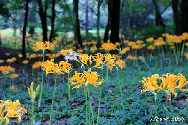 杭州新一轮花海旅游攻略（杭州这公园有一片石蒜花的海洋）(10)