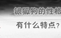 银狐狗的性格有什么特点