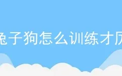 逮兔子狗怎么训练才厉害