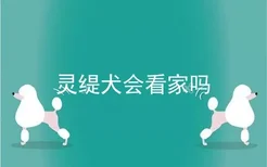 灵缇犬会看家吗