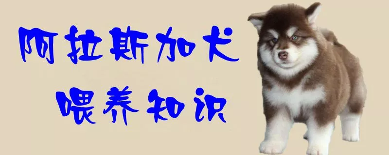 阿拉斯加犬喂养知识1