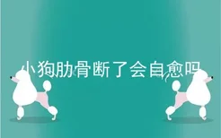 小狗肋骨断了会自愈吗