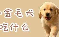 小金毛犬吃什么