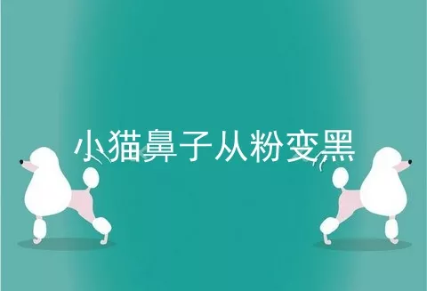 小猫鼻子从粉变黑