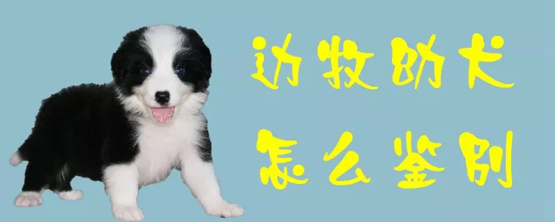 边牧幼犬怎么鉴别