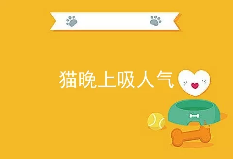 猫晚上吸人气