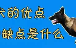 马犬的优点和缺点是什么