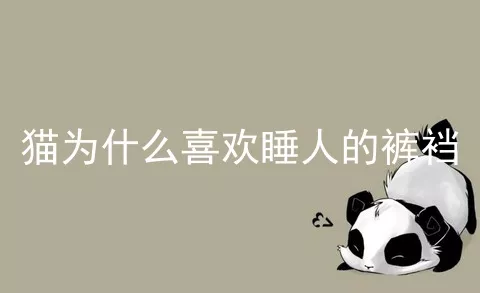 猫为什么喜欢睡人的裤裆