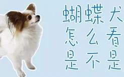 蝴蝶犬怎么看是不是纯