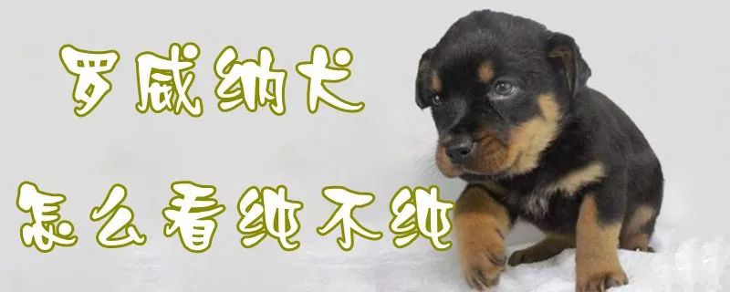 罗威纳犬怎么看纯不纯