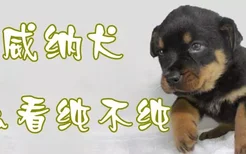 罗威纳犬怎么看纯不纯