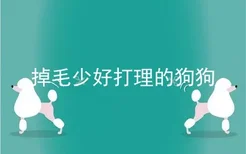 掉毛少好打理的狗狗