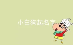 小白狗起名字