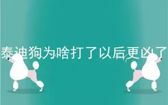 泰迪狗为啥打了以后更凶了