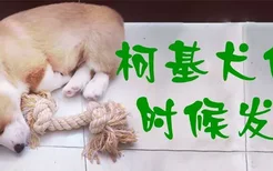 柯基犬什么时候发情