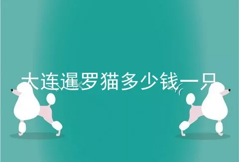 大连暹罗猫多少钱一只