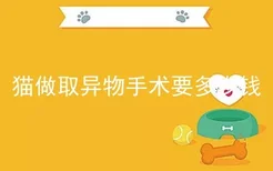 猫做取异物手术要多少钱