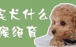 贵宾犬什么时候绝育