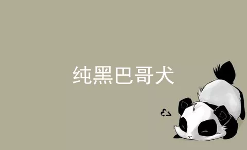 纯黑巴哥犬