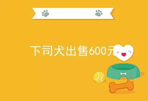 下司犬出售600元