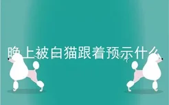 晚上被白猫跟着预示什么